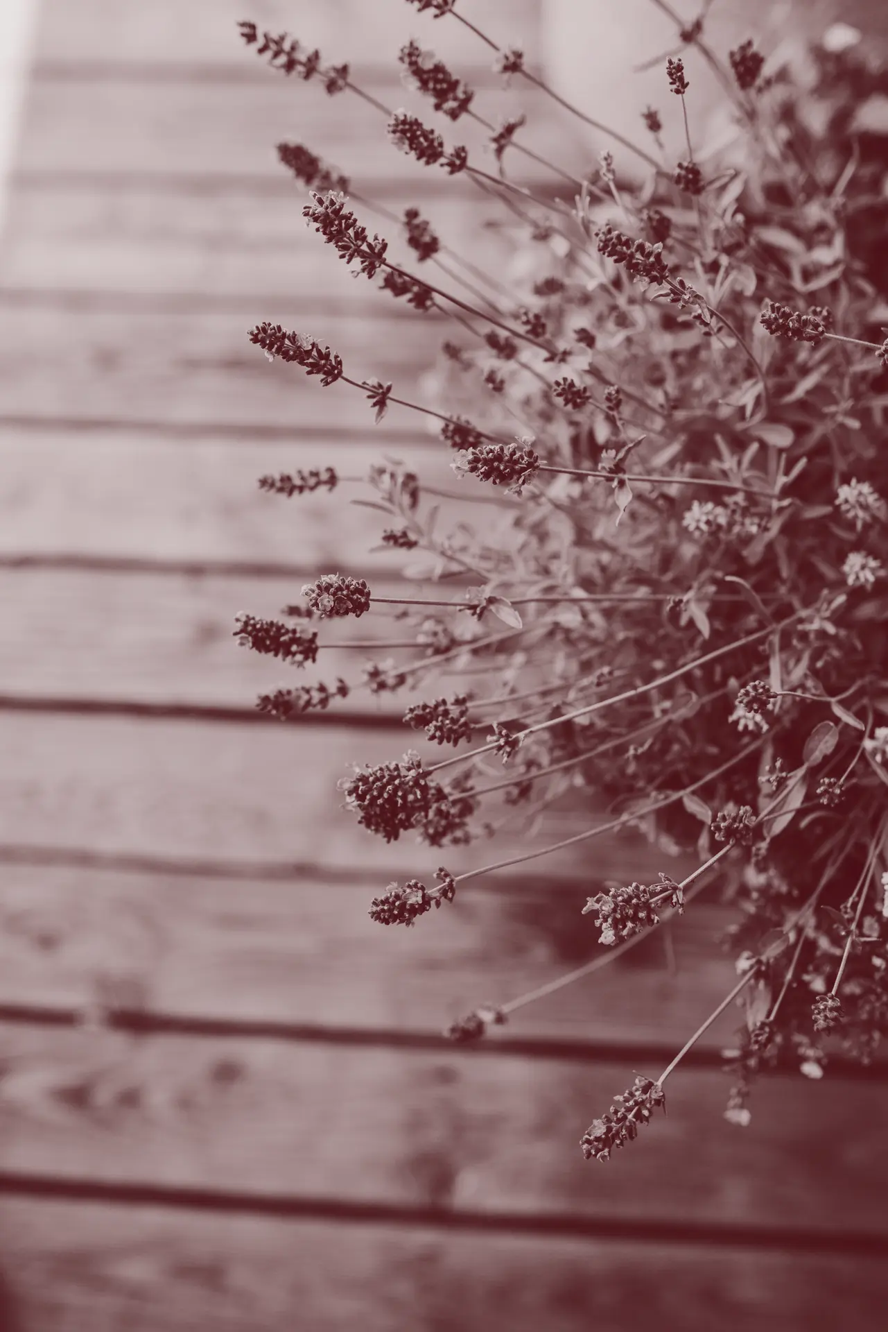 herzverstand kommunikation Konfliktlösung Cornelia Wankerl Gewaltfreie Kommunikation